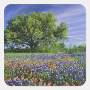 Live Oak & Texas Paintbrush, och Texas Fyrkantigt Klistermärke