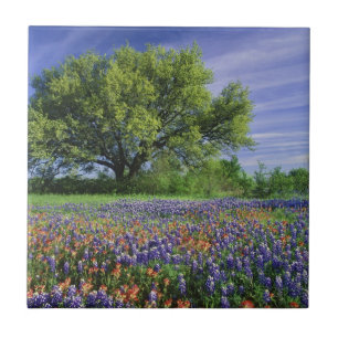 Live Oak & Texas Paintbrush, och Texas Kakelplatta