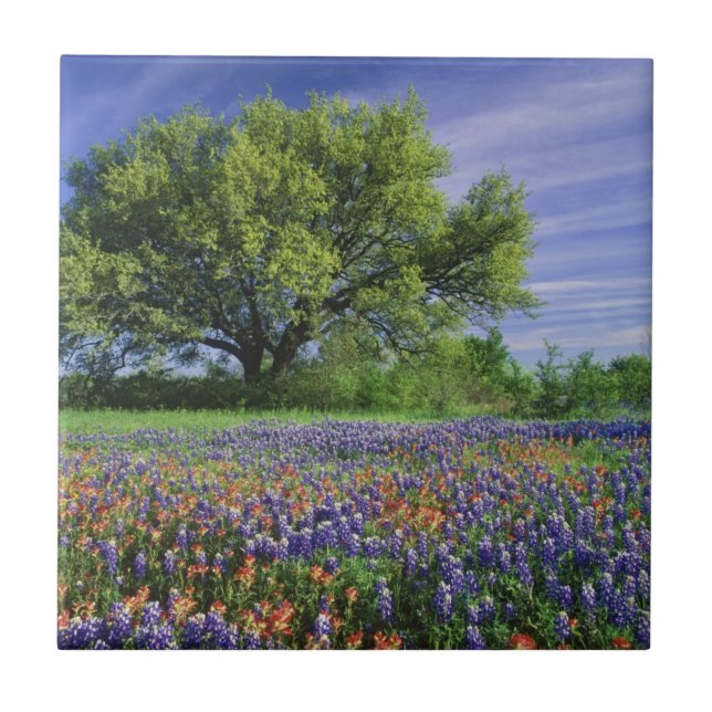 Live Oak & Texas Paintbrush och Texas Kakelplatta (Framsidan)