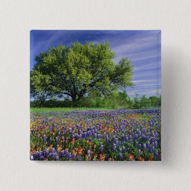 Live Oak & Texas Paintbrush och Texas Knapp (Framsida)