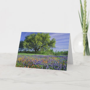 Live Oak & Texas Paintbrush och Texas Kort
