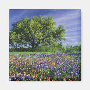 Live Oak & Texas Paintbrush, och Texas Magnet