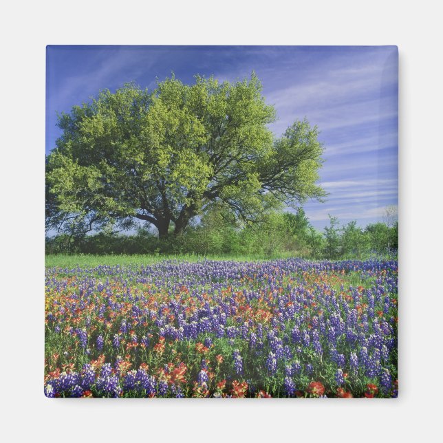 Live Oak & Texas Paintbrush, och Texas Magnet (Framsidan)