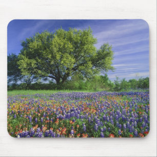 Live Oak & Texas Paintbrush, och Texas Musmatta