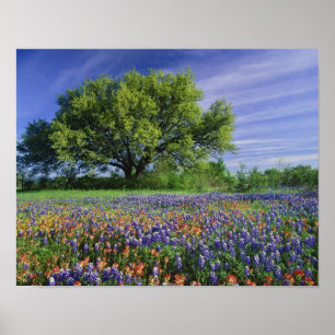 Live Oak & Texas Paintbrush och Texas Poster