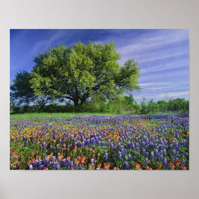Live Oak & Texas Paintbrush och Texas Poster (Framsidan)