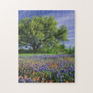 Live Oak & Texas Paintbrush, och Texas Pussel