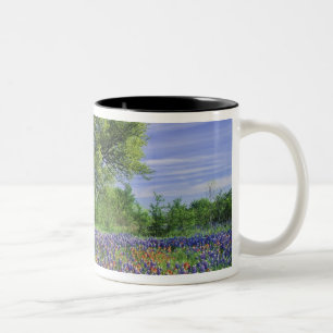 Live Oak & Texas Paintbrush, och Texas Två-Tonad Mugg