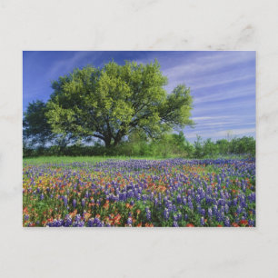 Live Oak & Texas Paintbrush, och Texas Vykort