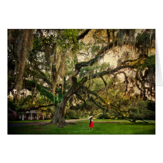 Live Oak Träd i Pascagoula MS Hälsningskort (Framsidan Horizontal)
