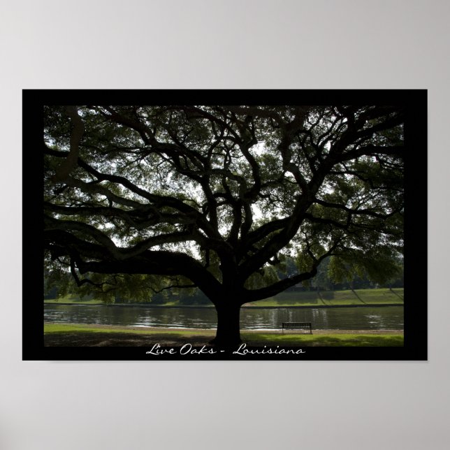 Live Oaks - Louisiana Poster (Framsidan)