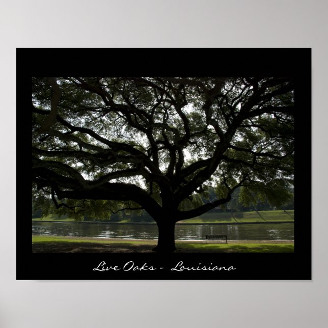 Live Oaks - Louisiana Poster (Framsidan)