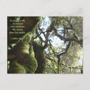 Live Oaks Muir Quote Vykort