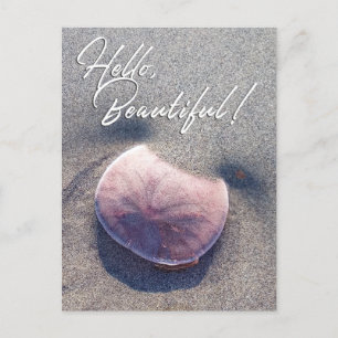 Live Sand Dollar Photo Hej Vacker vykort