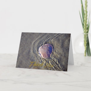 Live Sand Dollar Photo - tackkort