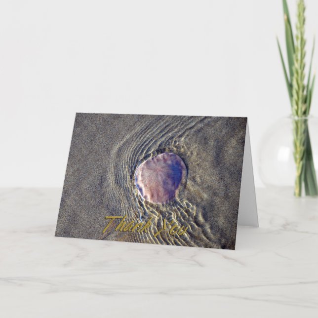 Live Sand Dollar Photo - tackkort (Framsida)