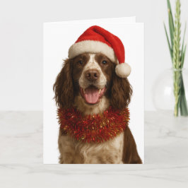 Liver and white Springer Spaniel Christmas card Kort