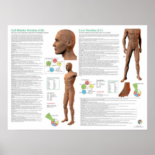 Liver Meridian Acupuncture Points Poster (Framsidan)