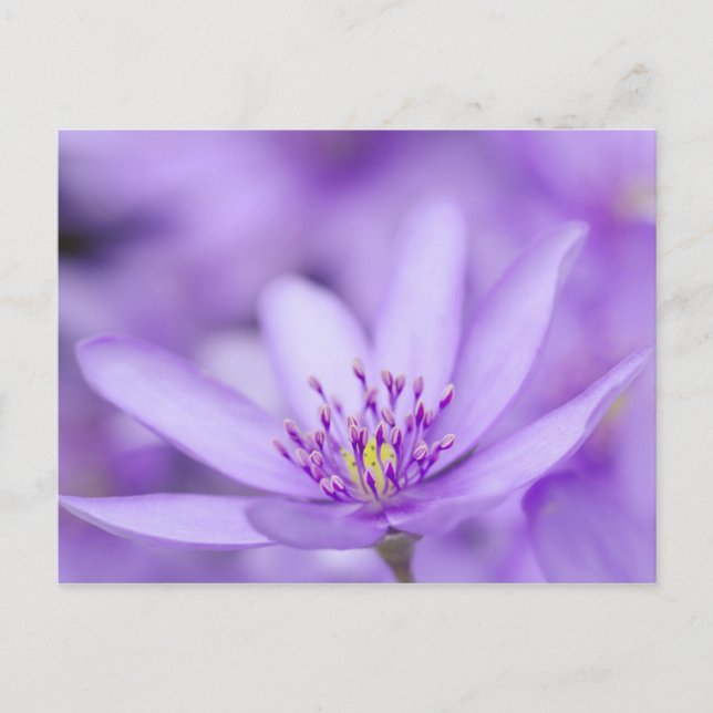 Liverleaf Vykort (Framsida)