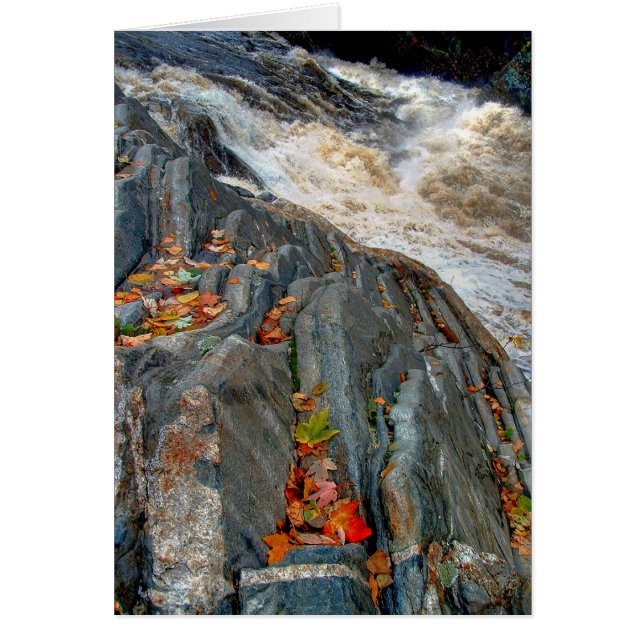 Livermore löv: Kort (Framsidan)