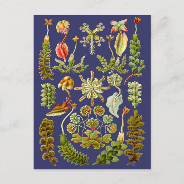 Liverworts Vykort (Framsida)