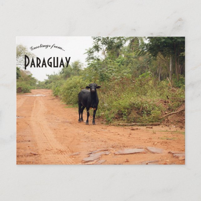 Livestock on a Road in Paraguay Vykort (Framsida)