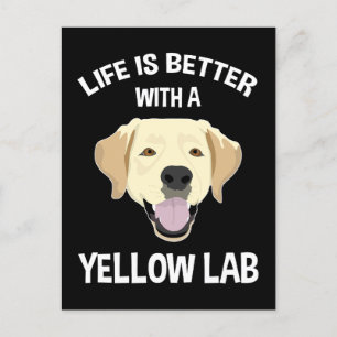 Livet är bättre med en Gul lab Vykort