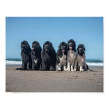 Livet är bättre på stranden Newfoundland hundar