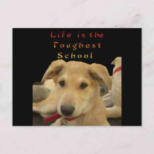 "Livet är den tuffaste Hund i skolan" Vykort