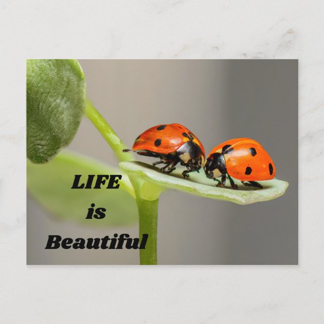Livet är vackert - Ladybug Vykort (Framsida)