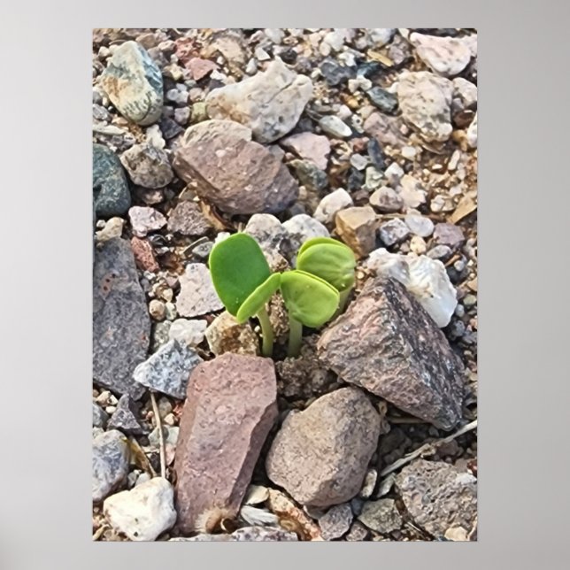 Livet i Sten Foto Poster (Framsidan)