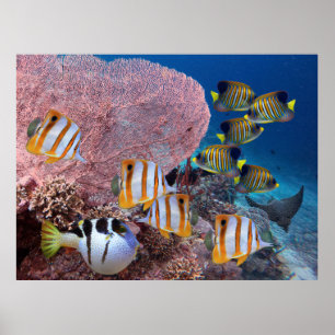 Livet på korallrev - Rosa Fläkt-koralen och fisk Poster
