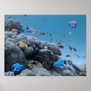 Livet på korallrevet - Coral Bleaching Poster