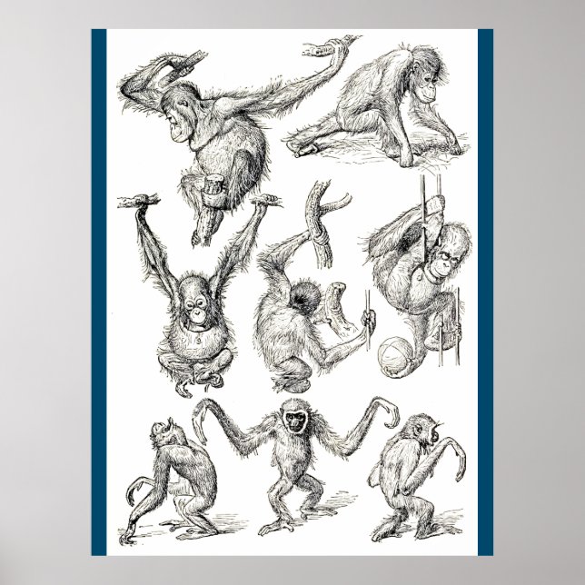 Livet på Young Orangutan Poster (Framsidan)