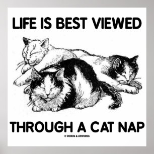 Livet ses bäst genom ett kattap (tre katter) poster