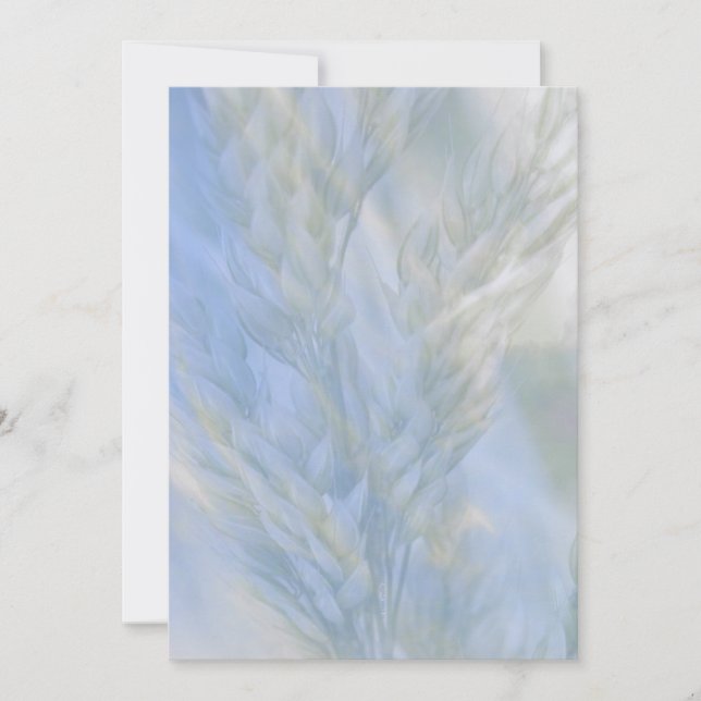 Livets frö (Framsida)