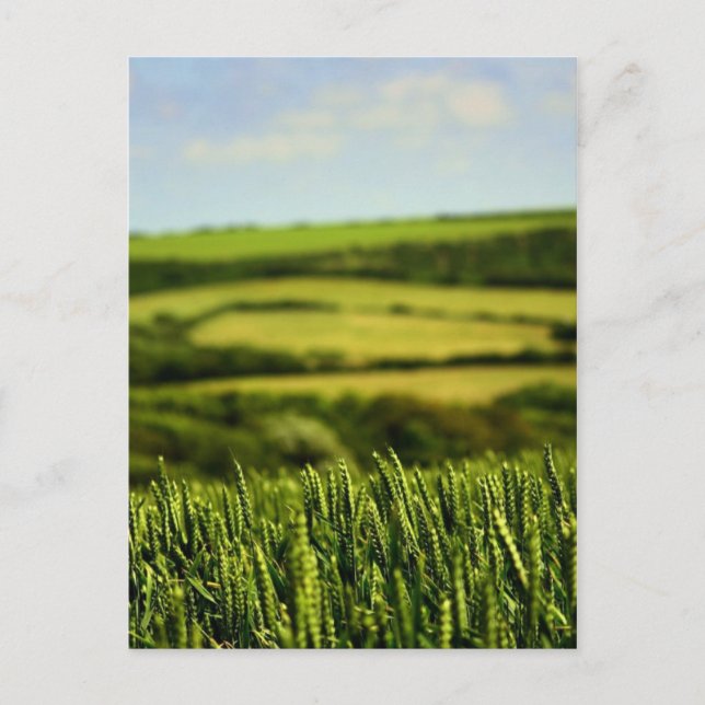 Livets skönhet vykort (Framsida)