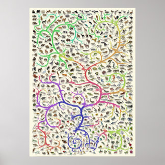 Livets träd Darwiniska evolutionsteorien Poster