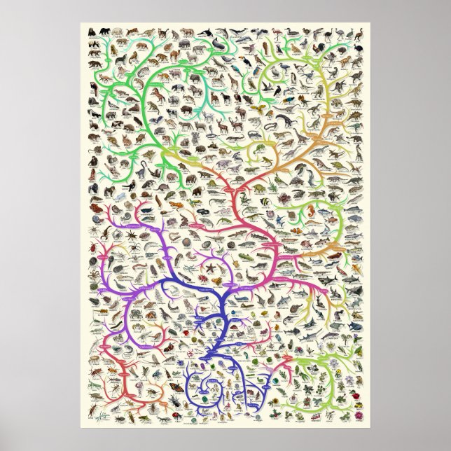 Livets träd Darwiniska evolutionsteorien Poster (Framsidan)