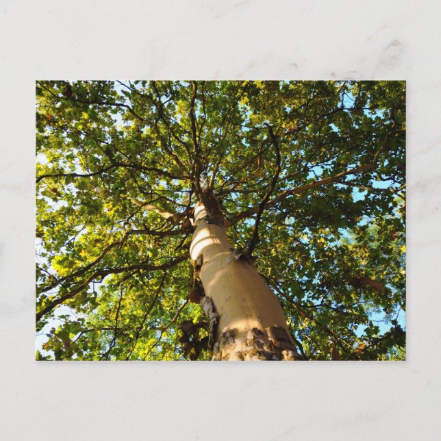 Livets Träd Vykort (Framsida)