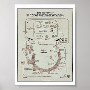 Livhistoria av Malariaparasit Plasmodiume V Poster