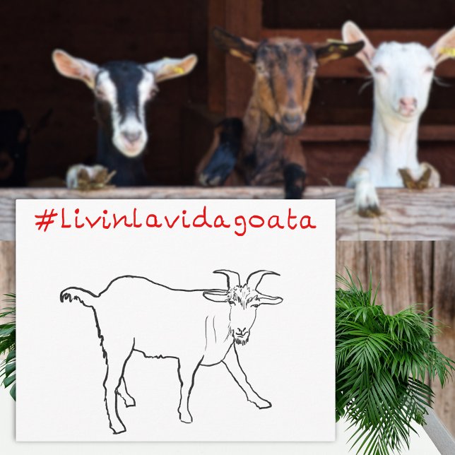Livin La Vida Goata Funny Quirky Cute Goat Tecknin Vykort (Livin la Vida goata funny goat drawing and quote greetings postcard )