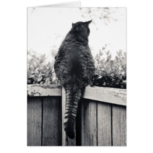 Living Gargoyle OBS Kort