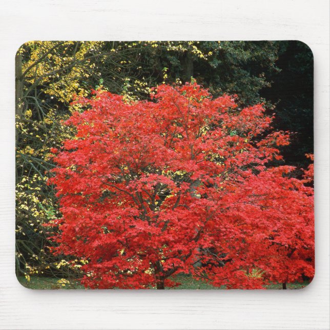 Livlig höst röd japansk lönn fotografering musmatta (Framsidan)