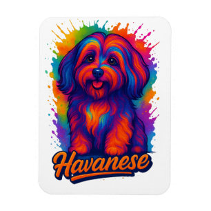 Livlig Pop Art Havanese Hund – Färgrik Street Art Magnet