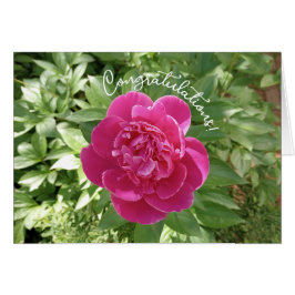 Livlig Rosa Krysantemum Blomma Grattis Kort