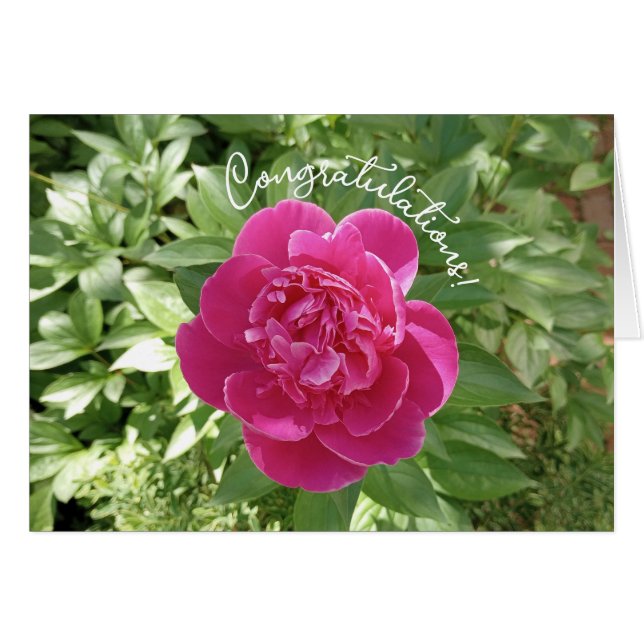 Livlig Rosa Krysantemum Blomma Grattis Kort (Framsidan Horizontal)