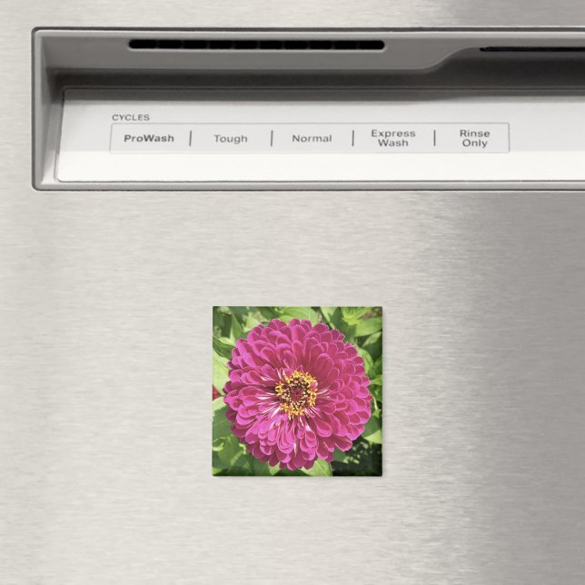 Livlig Zinnia Blomma Foto Magnet (In Situ (Dishwasher))