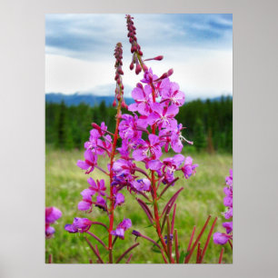 Livligt Fireweed Poster
