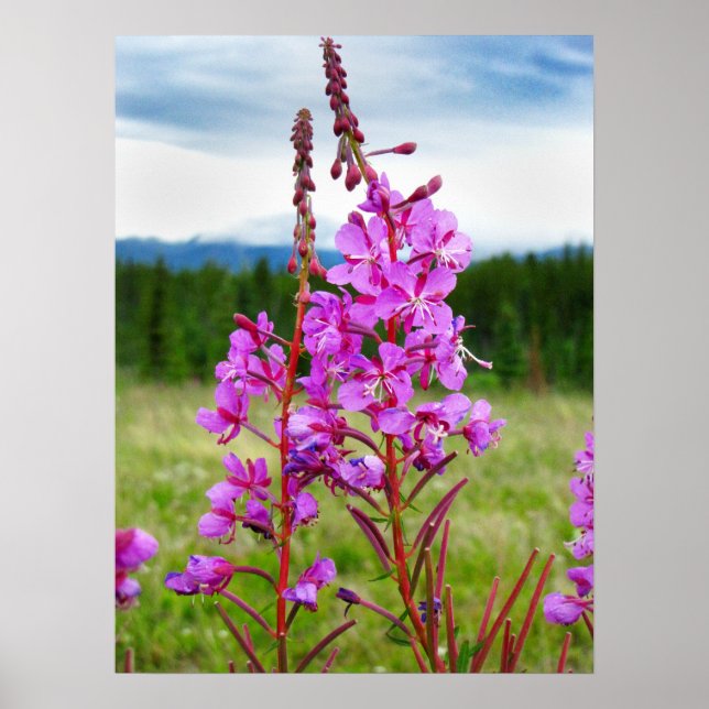 Livligt Fireweed Poster (Framsidan)